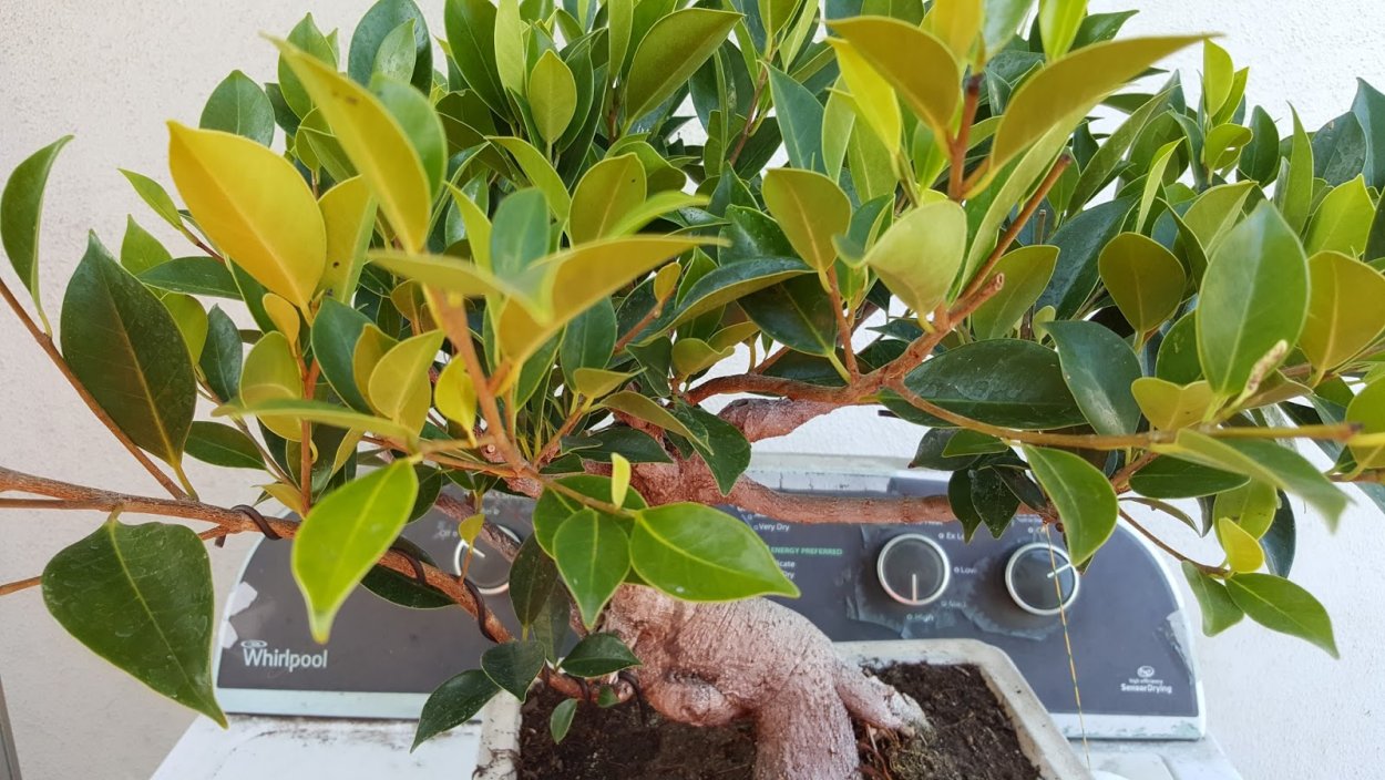 Фикус микрокарпа Вариегата