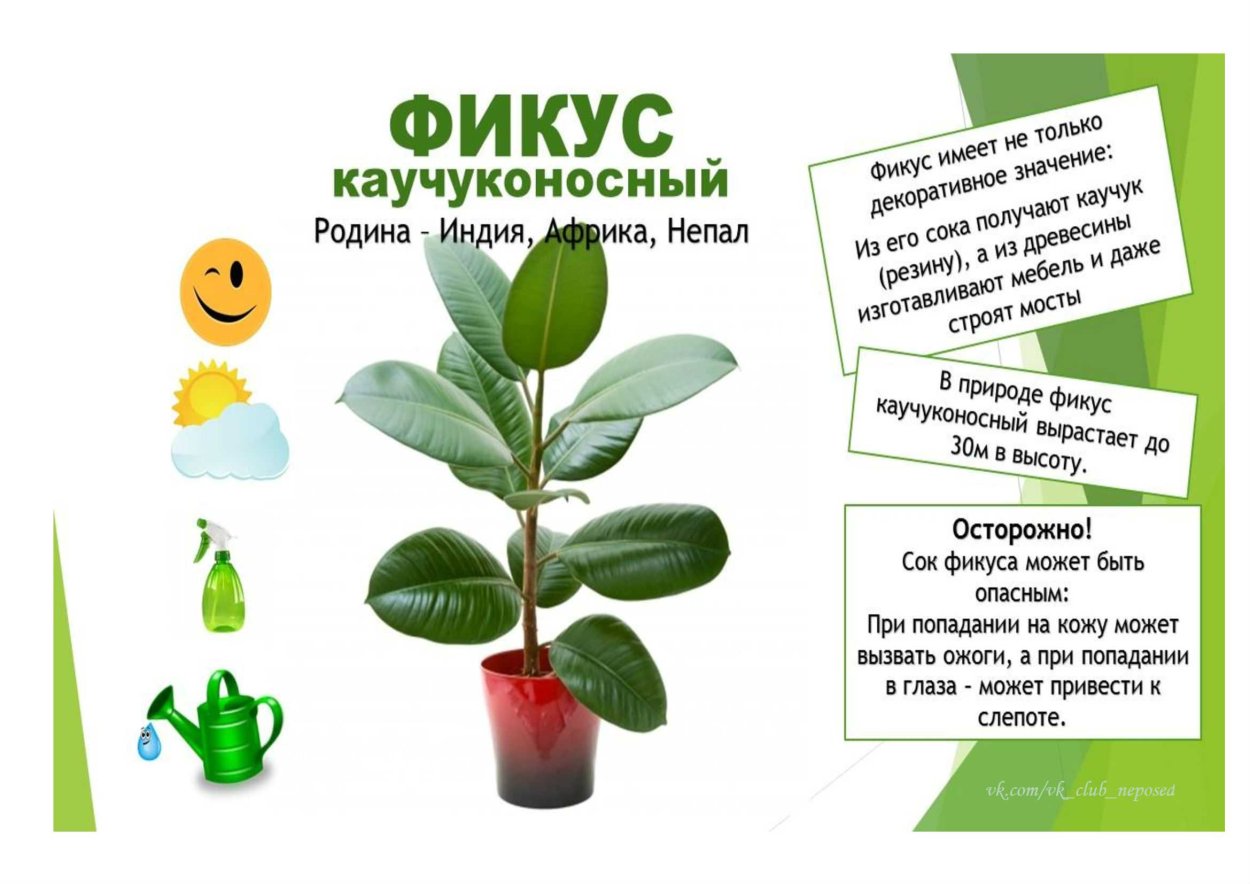 Фикус лировидный лирата