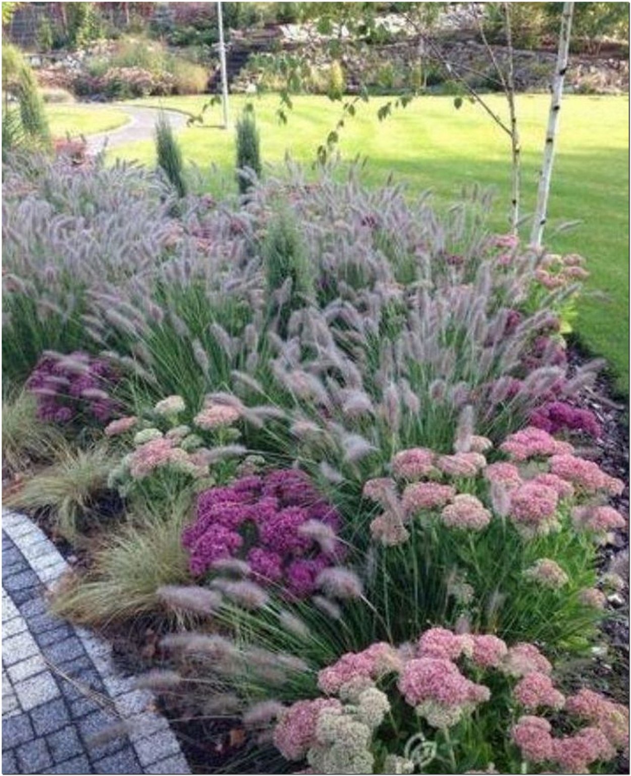 Вероника и котовник и Лаванда