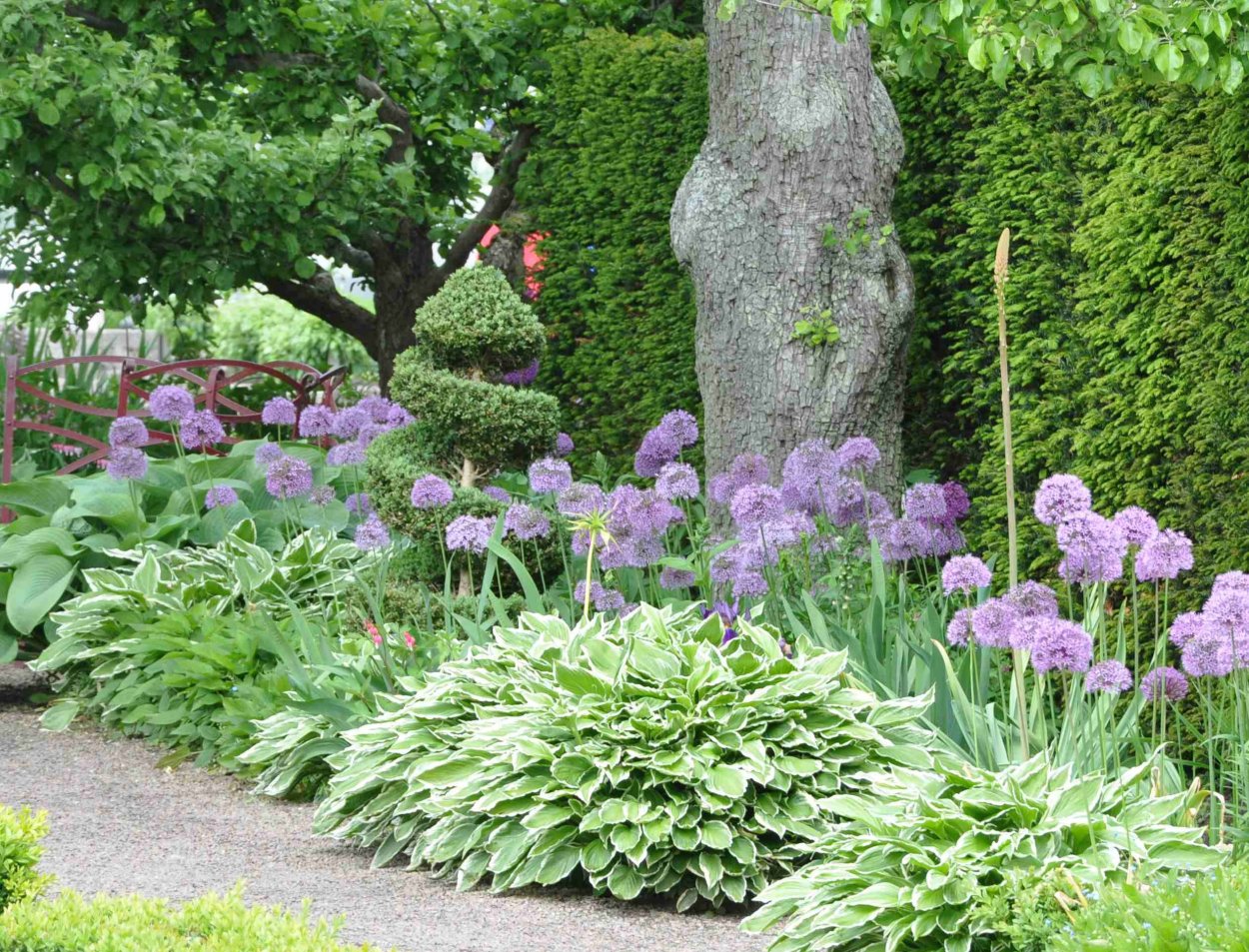 Клумба аллиум и Хоста