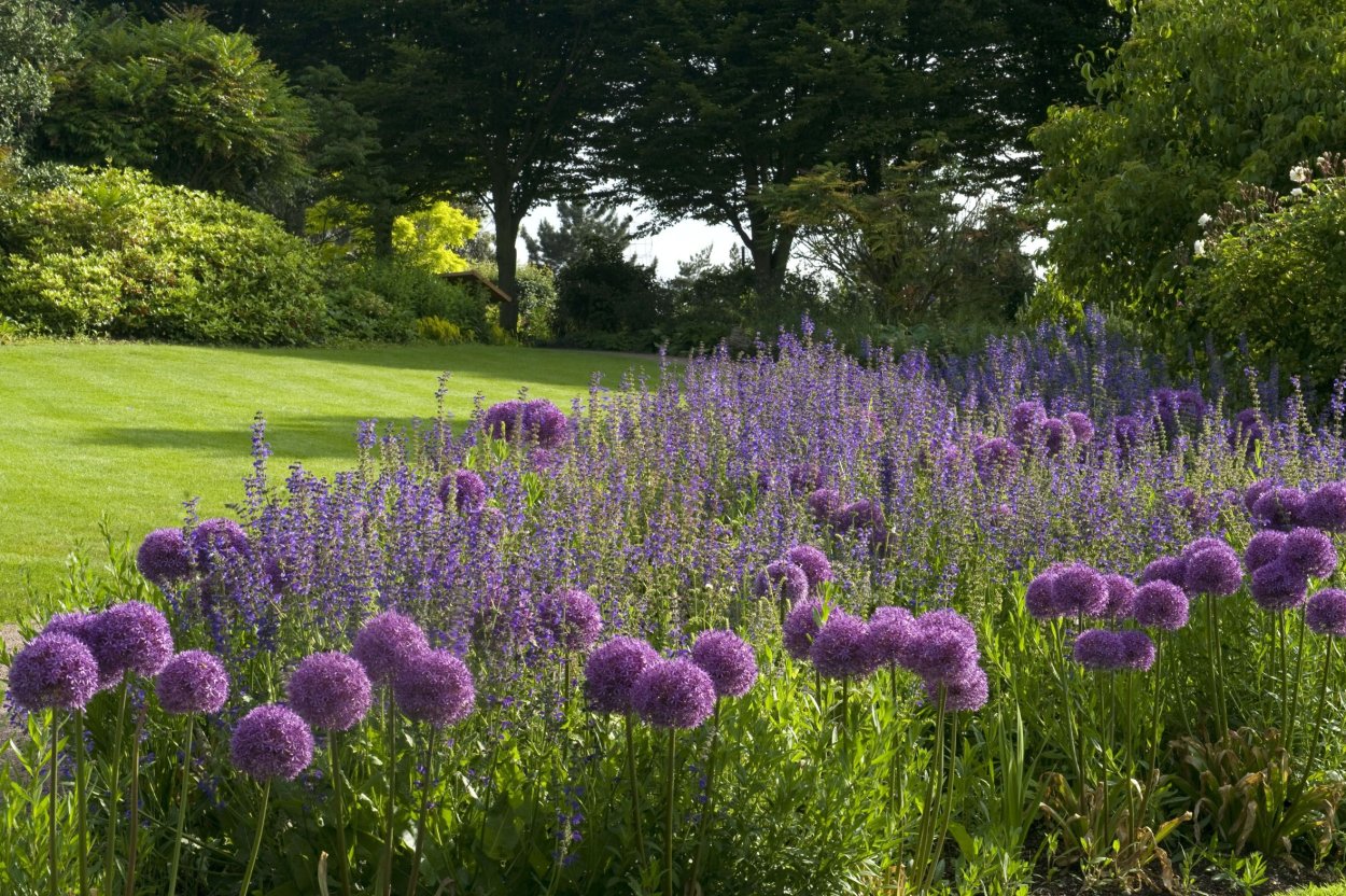 Овсяница сизая и Лаванда