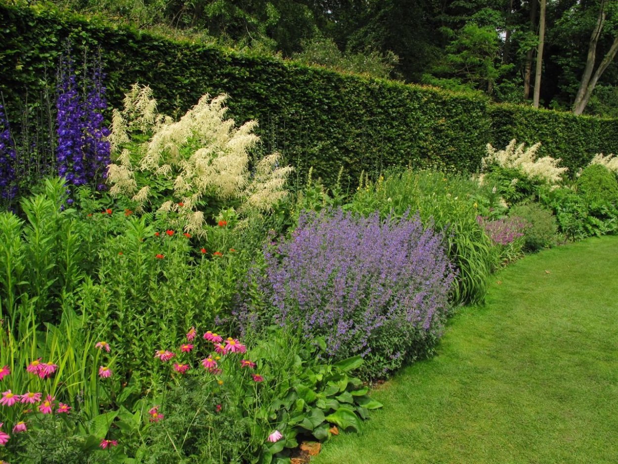 Лаванда узколистная