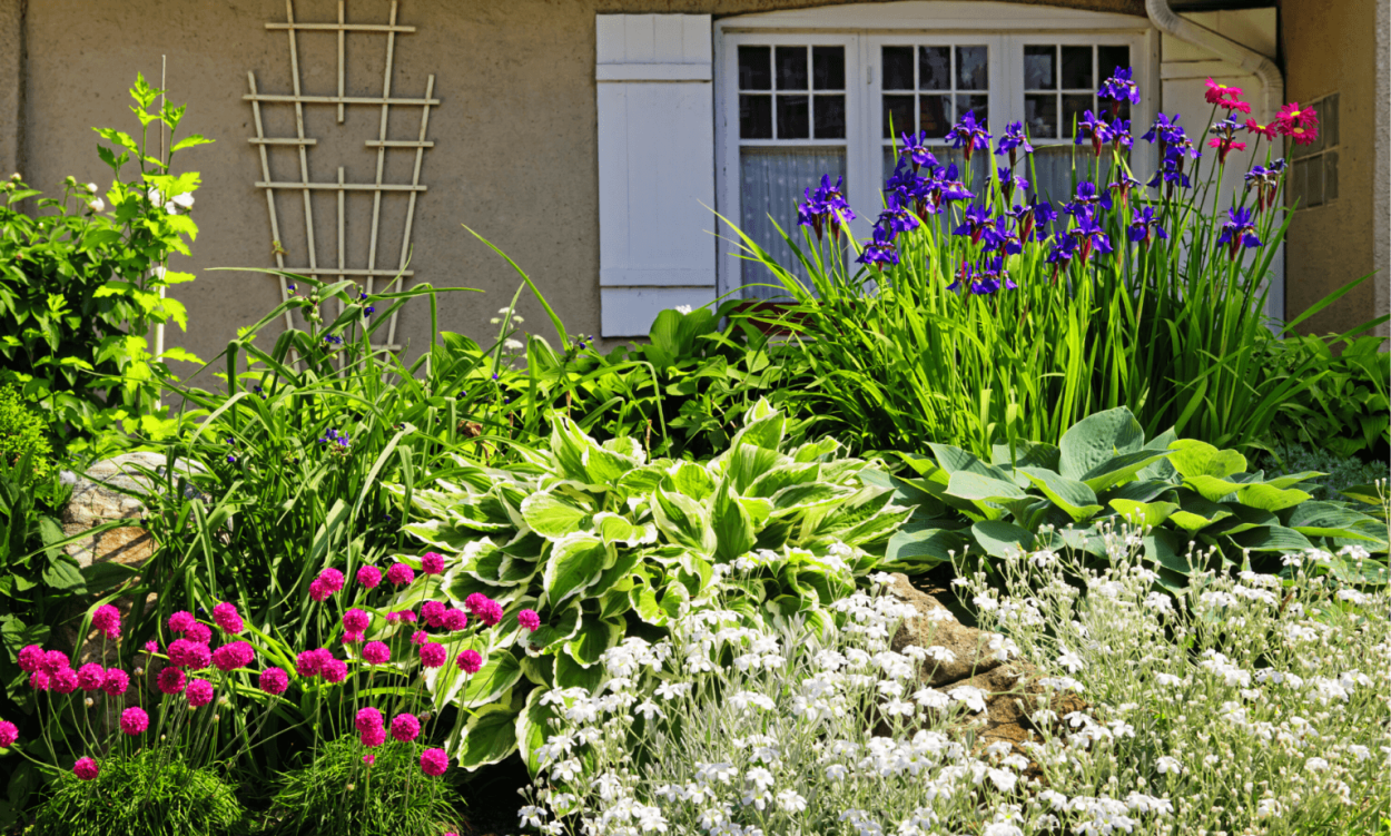 Вейник и шалфей