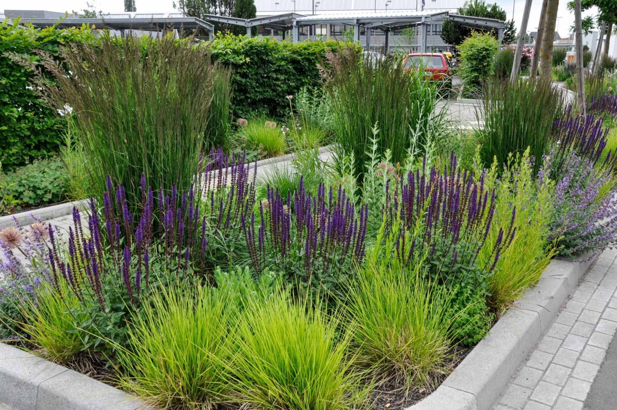 Лиатрис миксбордер