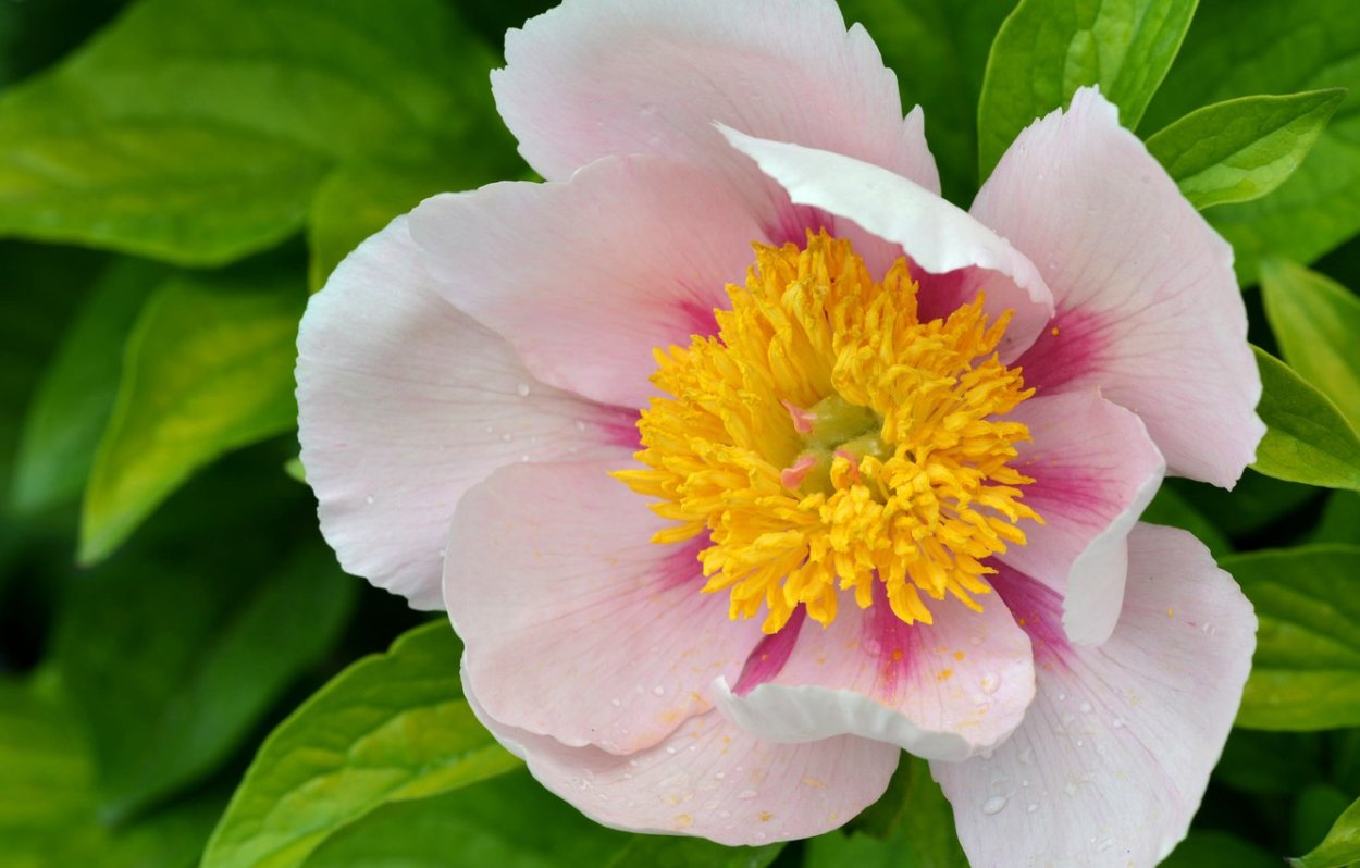 Пион харизматик