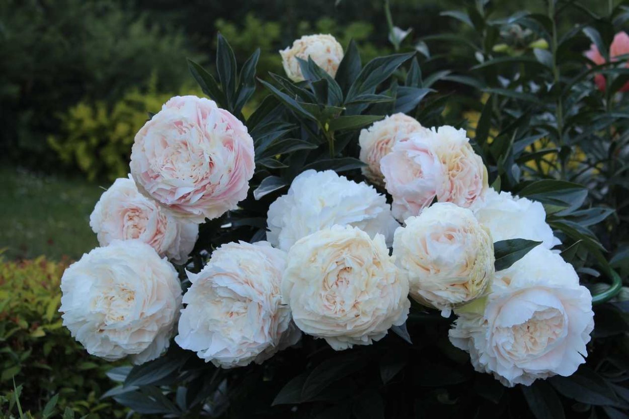 Пион тонколистный махровый