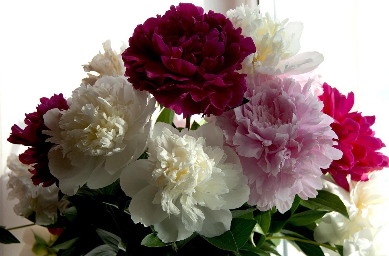 Пион Walla Walla