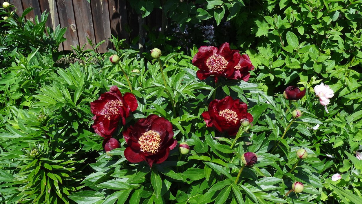 Пион шоколад Солджер