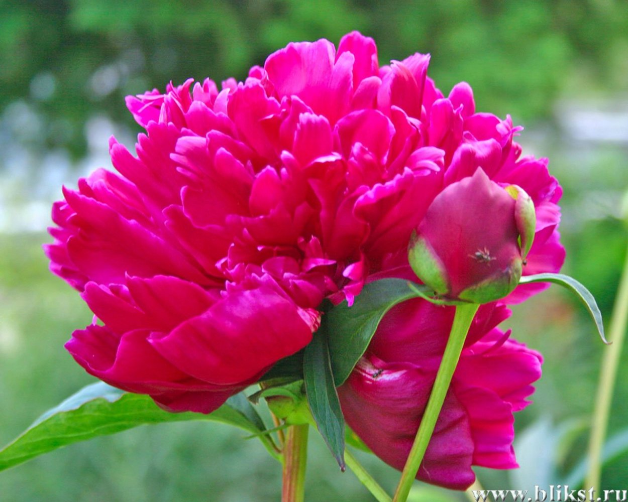 Пион Бурячек малиновый