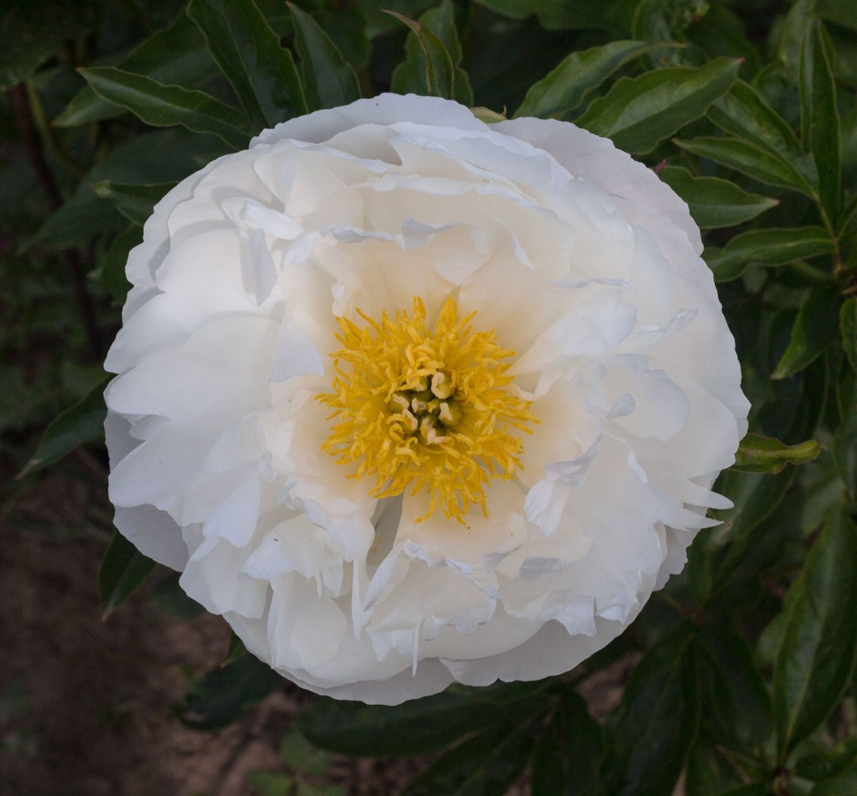 Пион Мисс Эдлунд