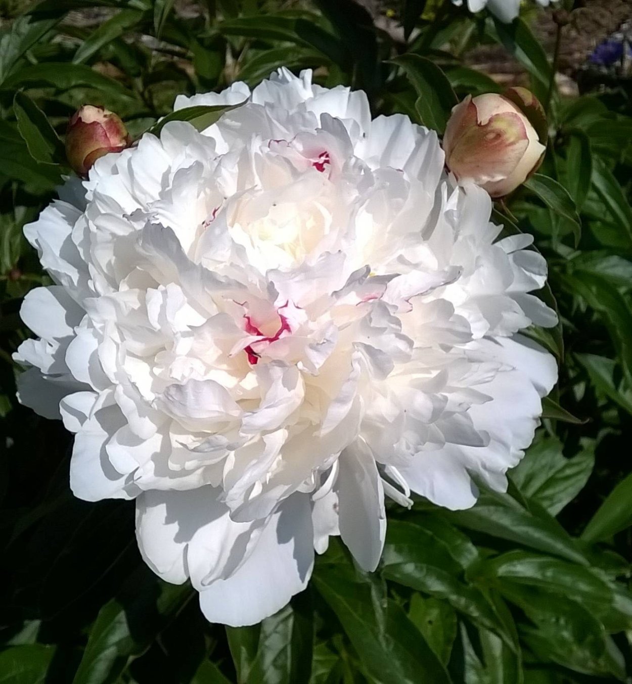 Пион травянистый Айсберг