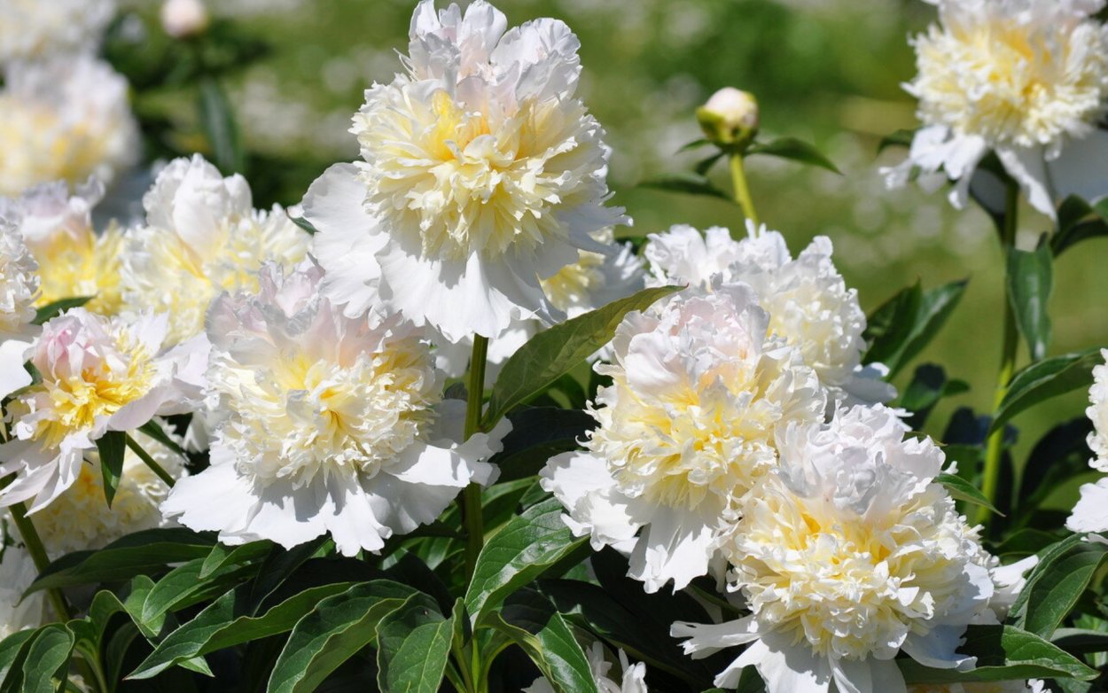 Пион Жардин белый