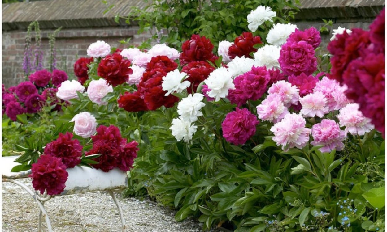 Пион Маджестик Сплендор