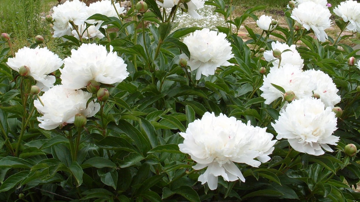 Пион молочноцветковый микс