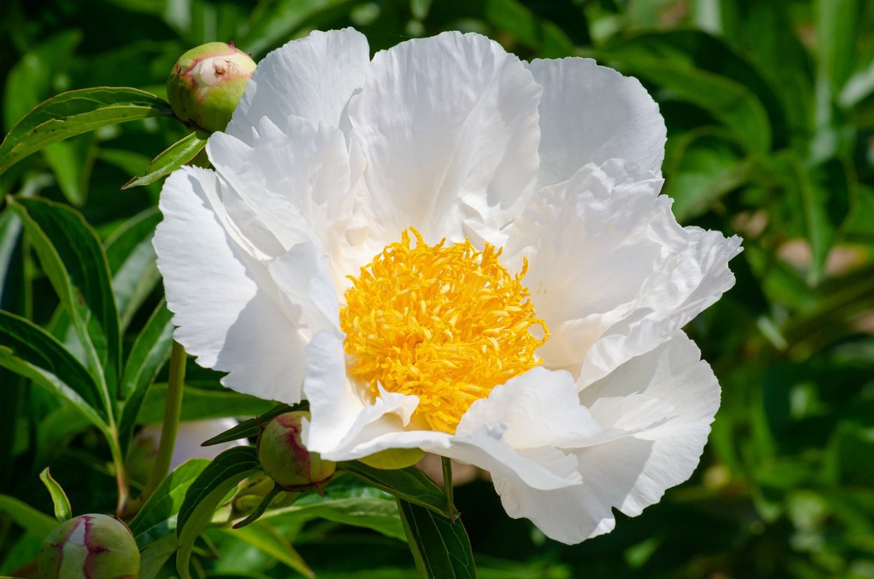 Букет хризантем с гипсофилой