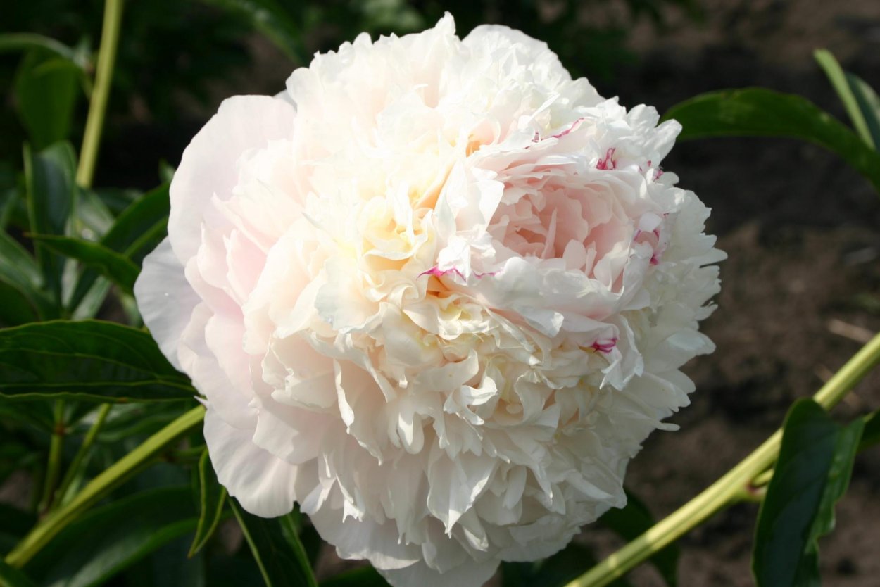 Пион май лав