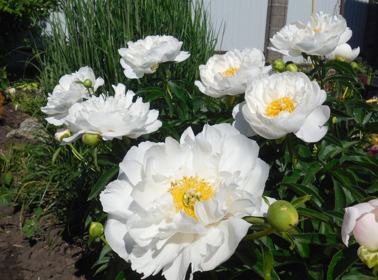 Пион тонколистный Воронец