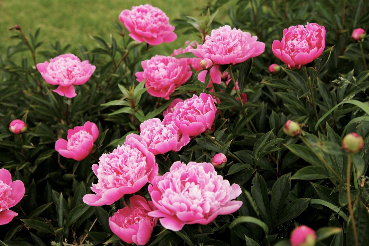 Пион травянистый Блэк Бьюти