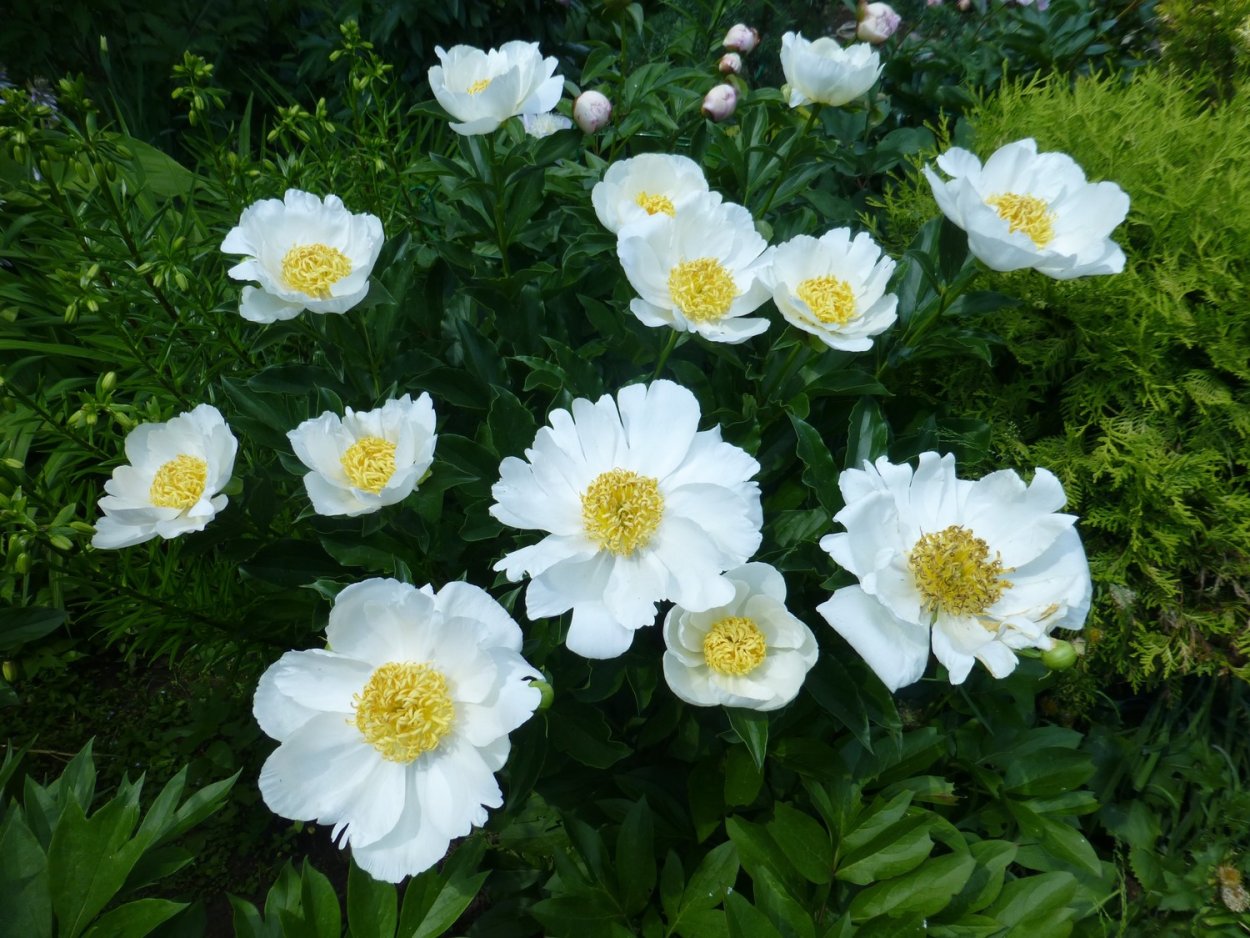 Пион Solange Соланж