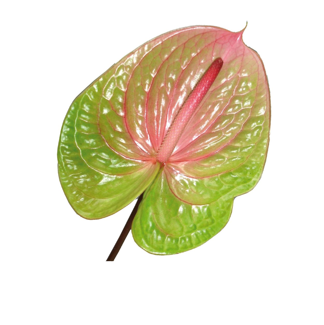 Антуриум avo Danielle