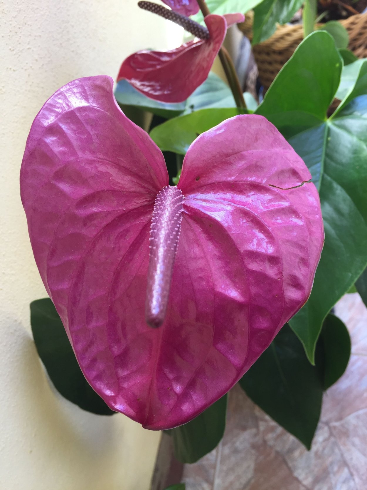 Антуриум Кавалли перпл
