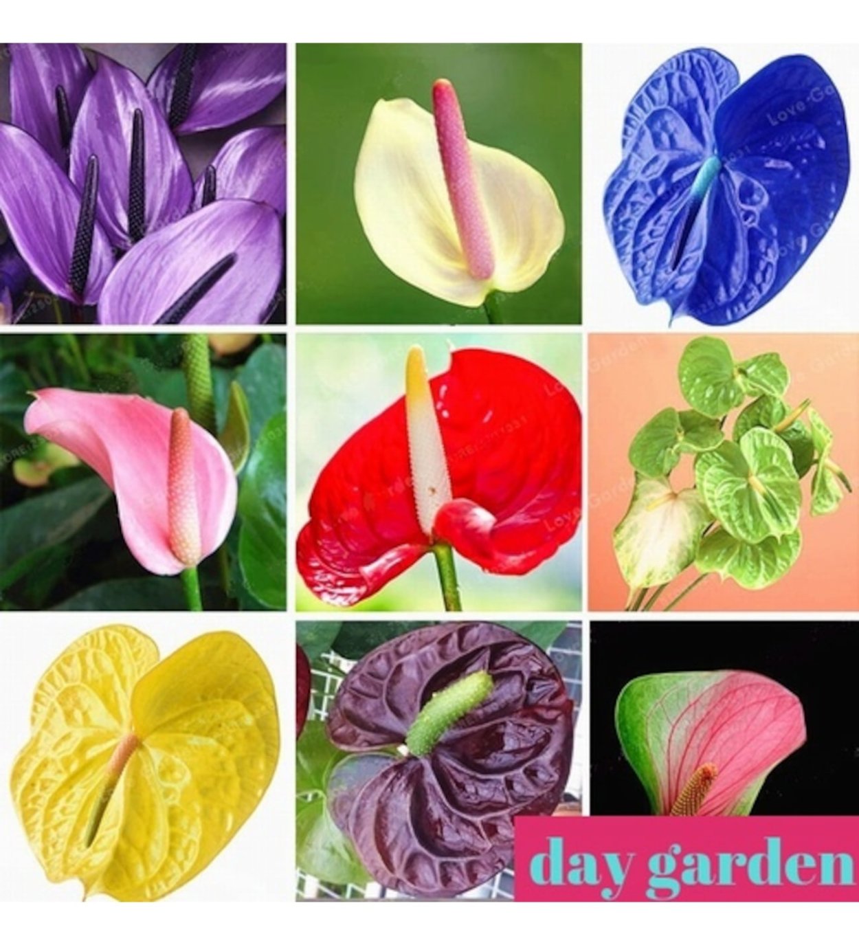 Антуриум сорта