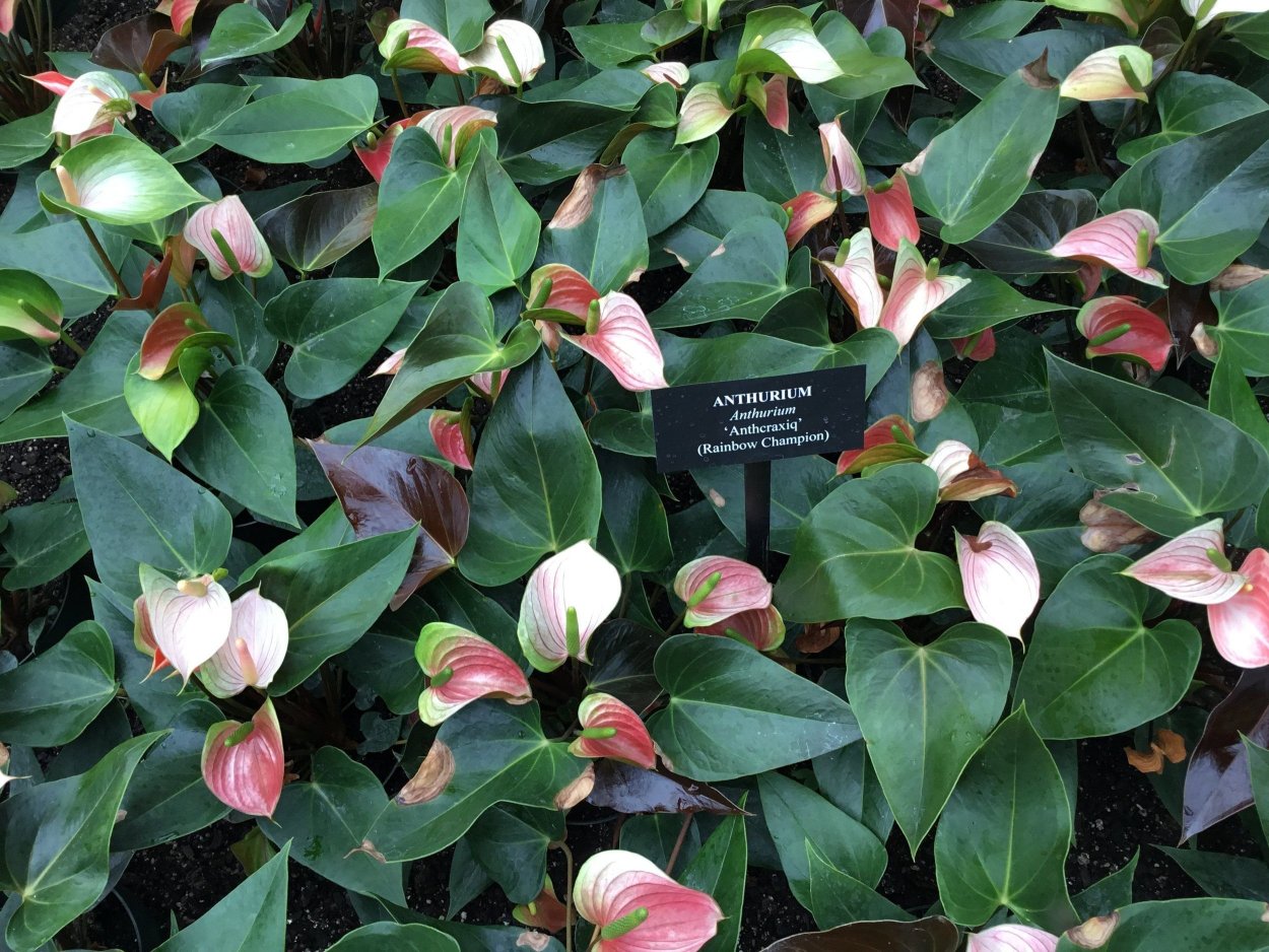 Рейнбоу чемпион