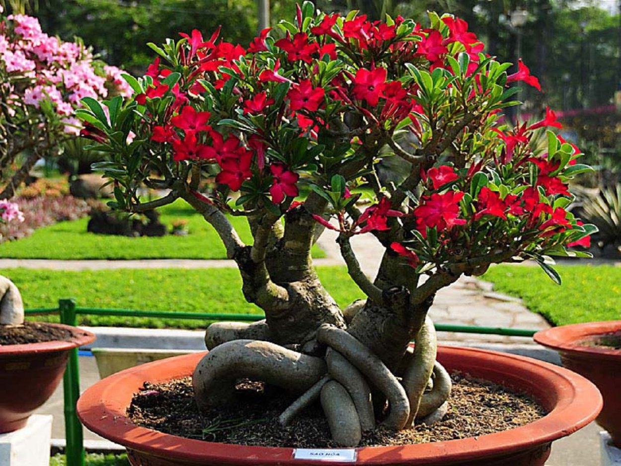 Адениум роза пустыни