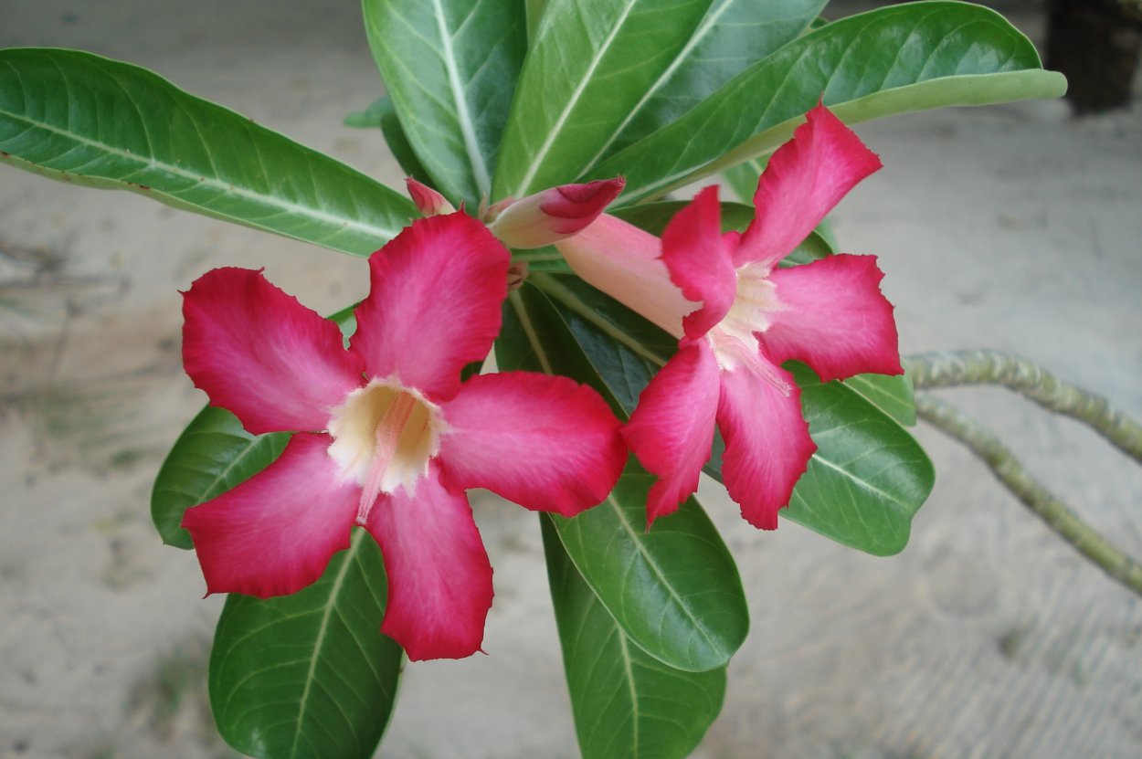 Адениум тучный Adenium Obesum