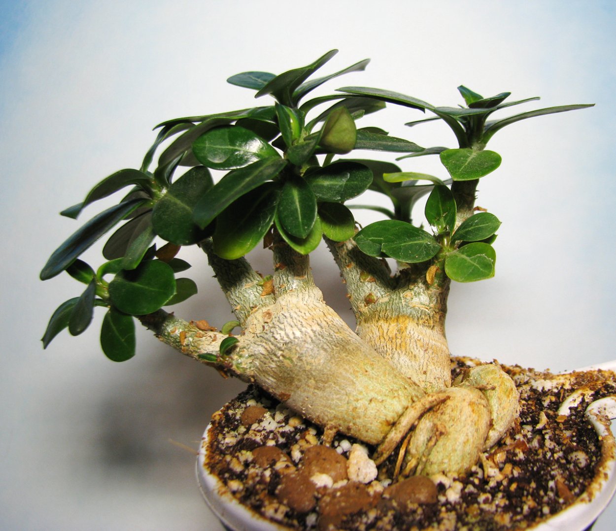 Адениум растение