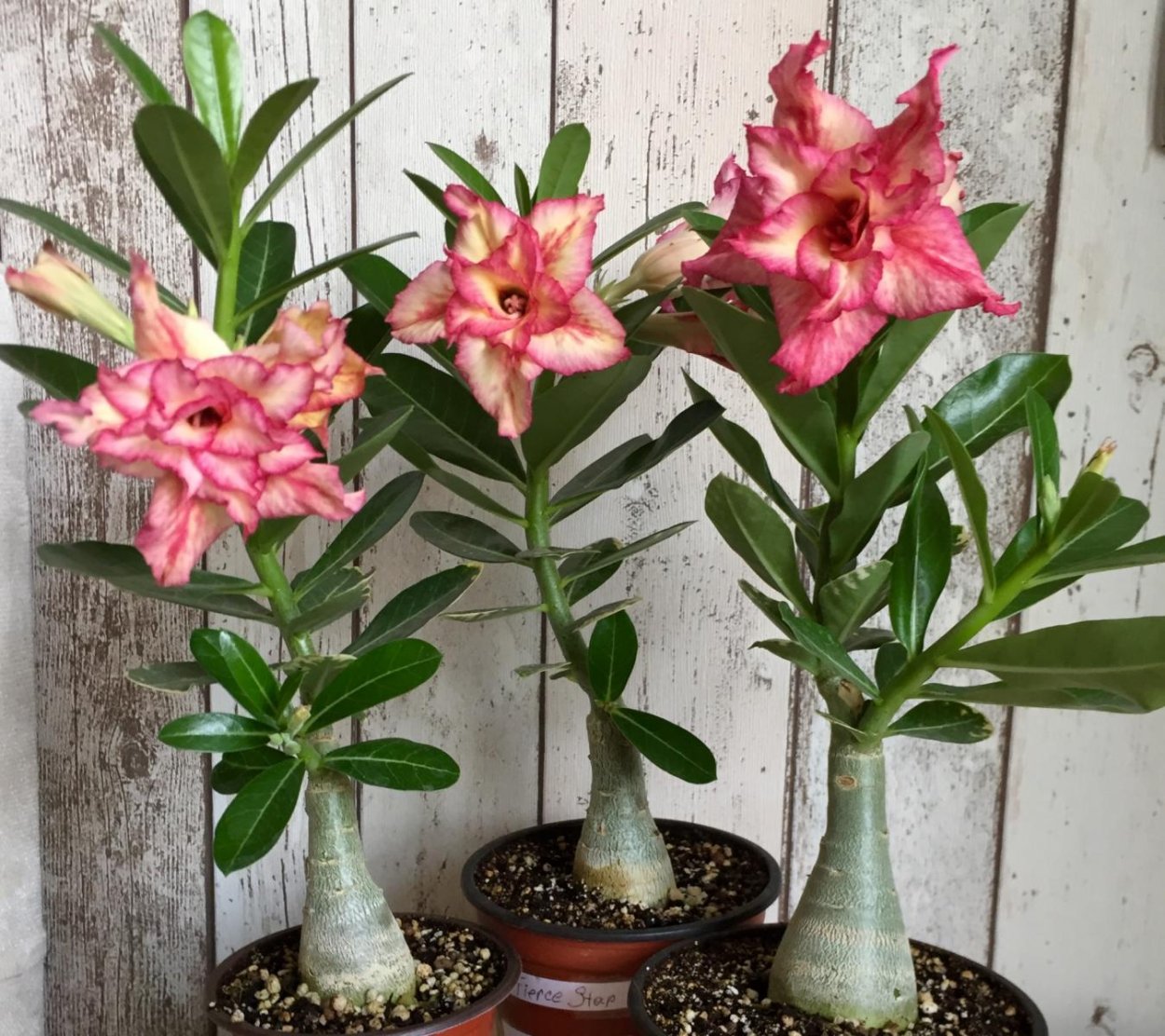 Адениум роза