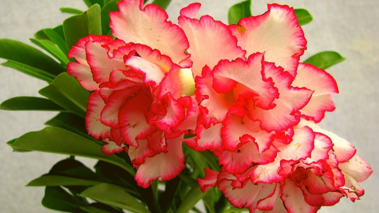 Адениум голубой