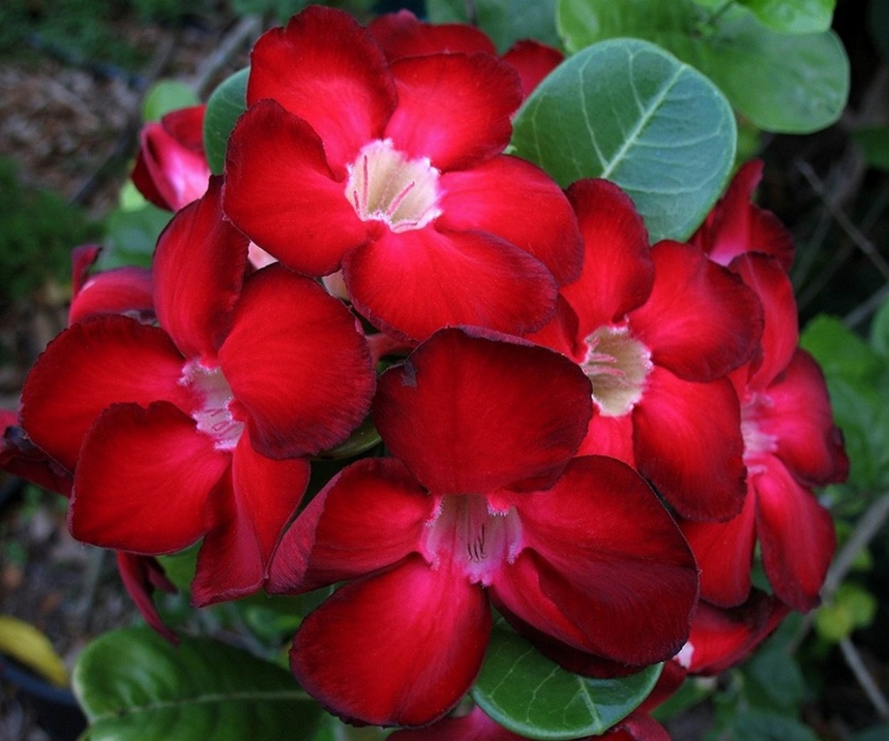 Адениум Dark Red