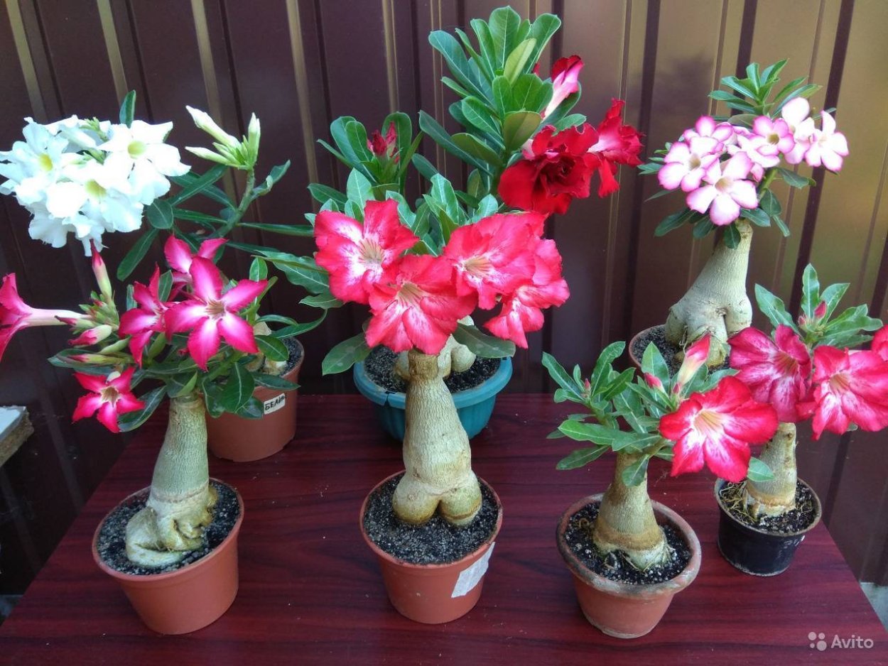 Адениум семена