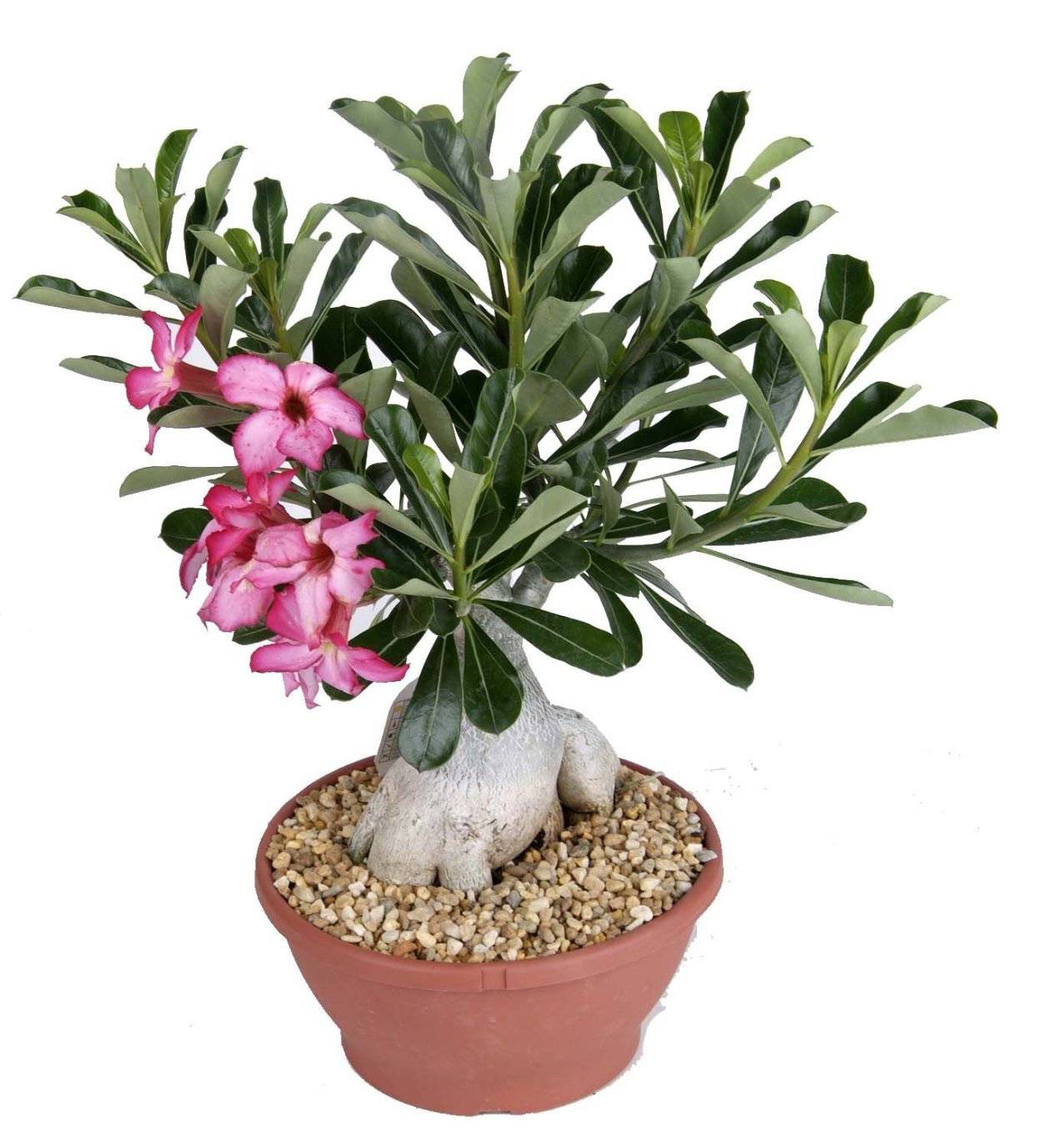 Адениум Song nhi №412 или Вьетнамская невеста