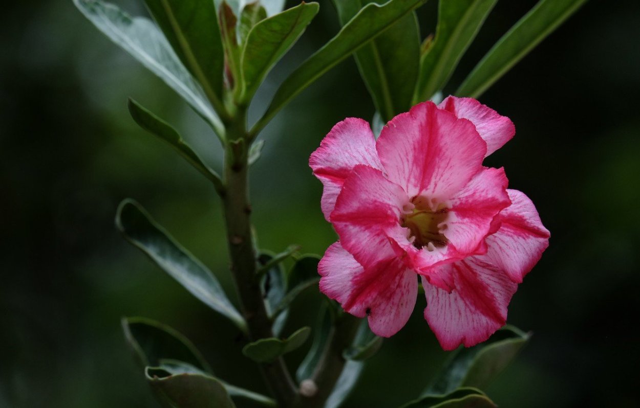 Адениум пустынная