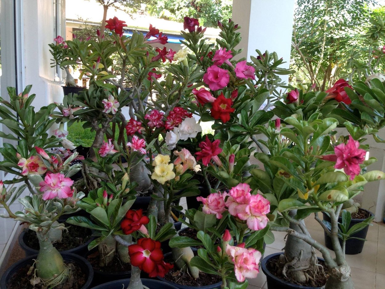 Адениум сорт Charlize