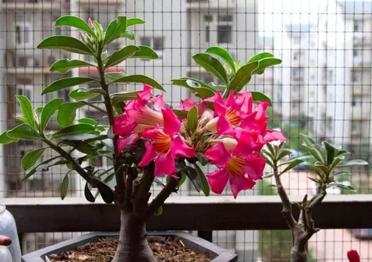 Адениум комнатный цветок