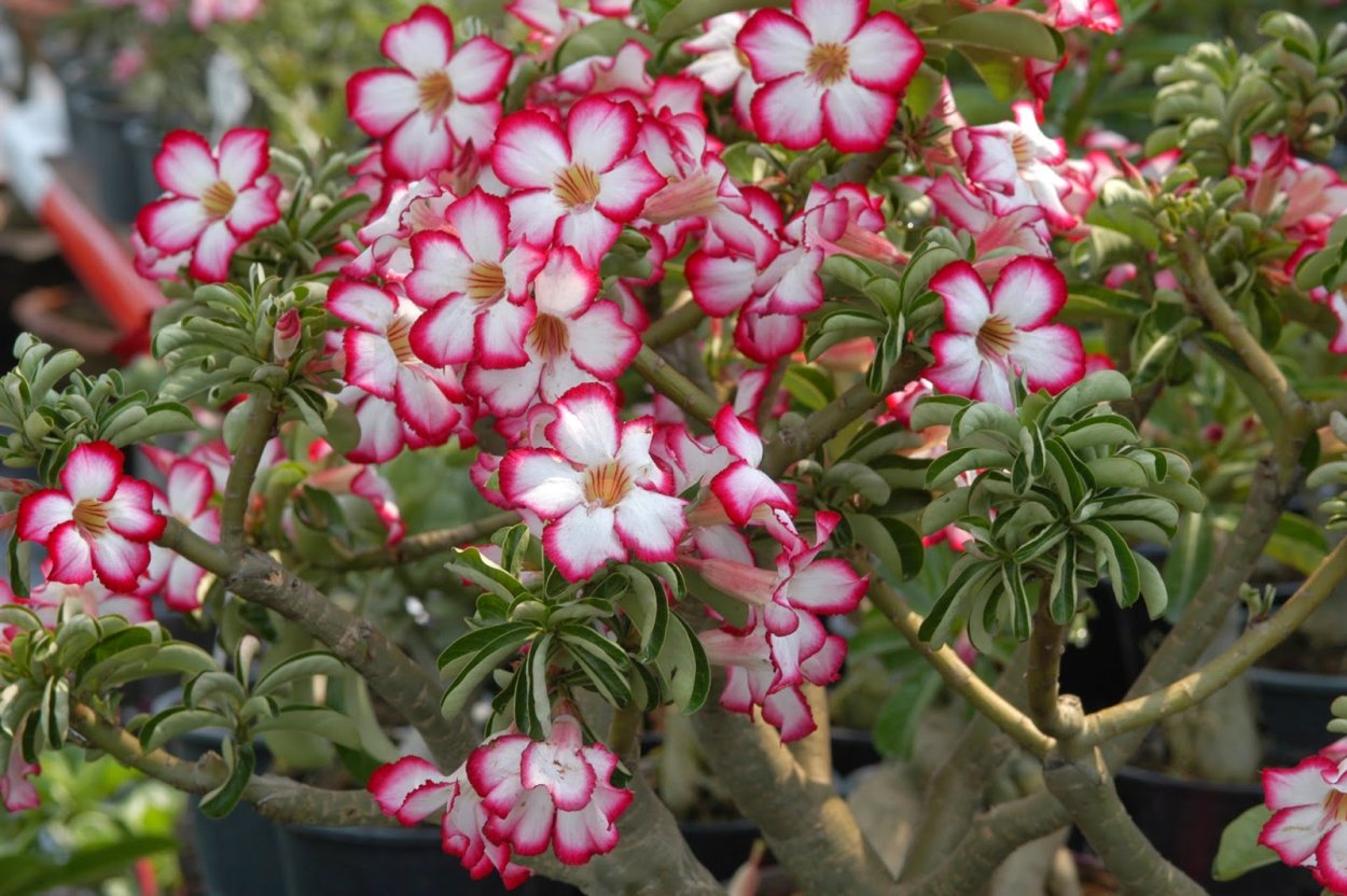 Adenium Obesum