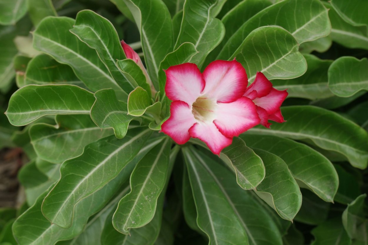 Адениум Sally