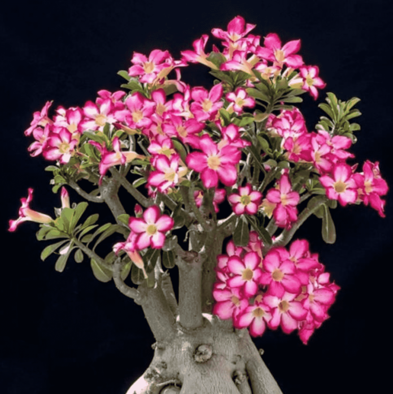 Адениум суккулент