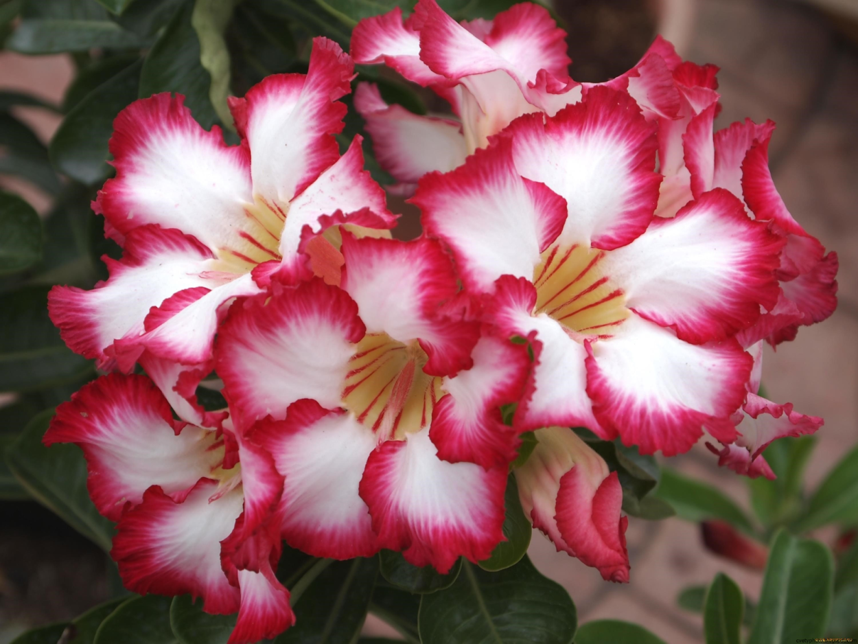 Адениум ядовит