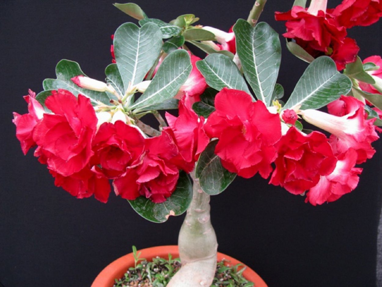 Адениум махровый