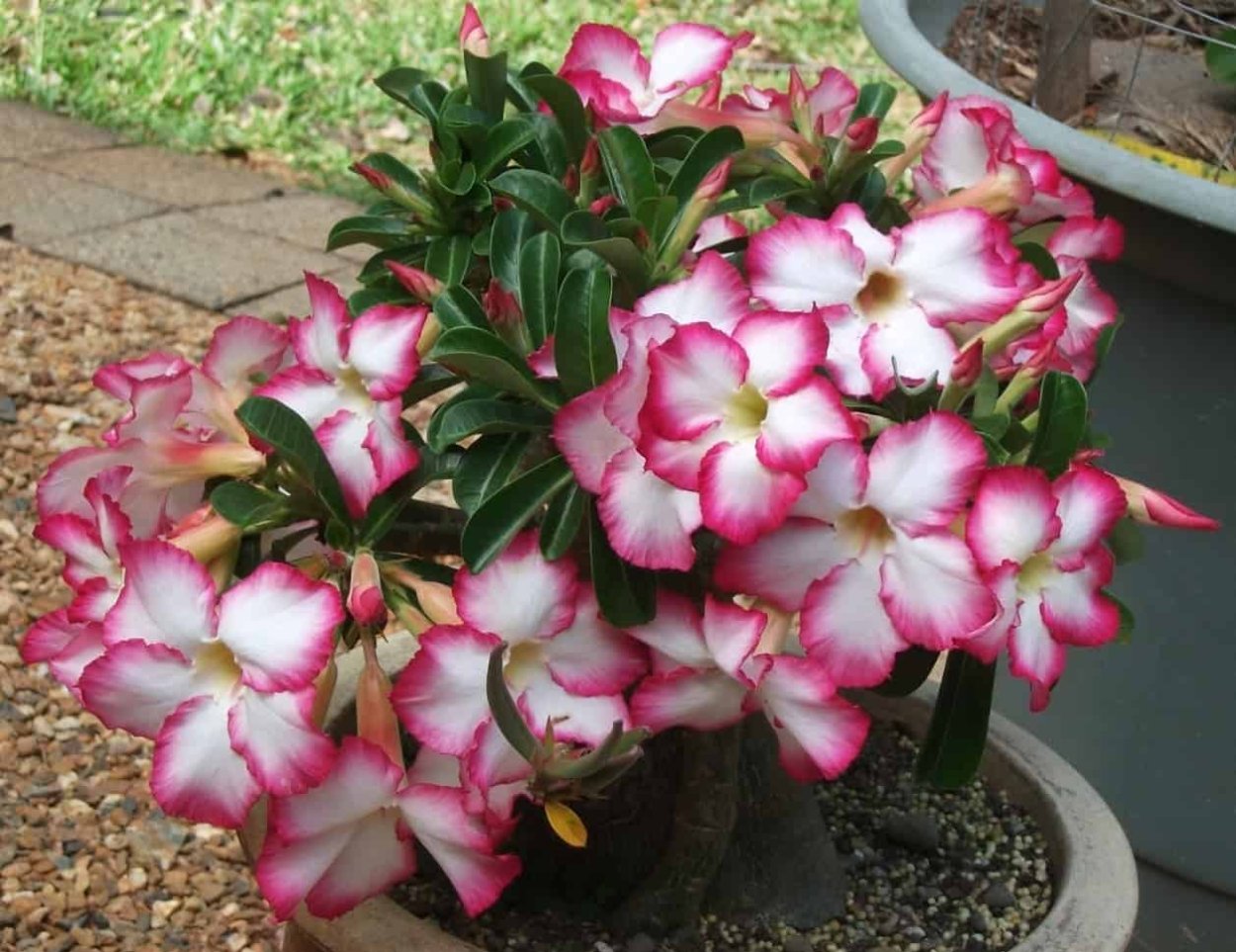 Адениум роза пустыни