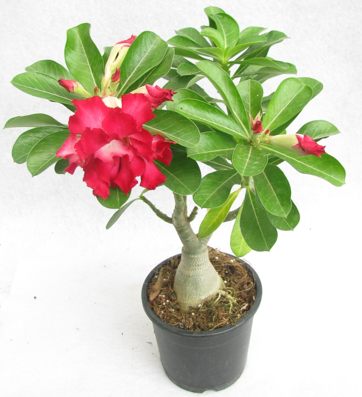 Адениум кустовой