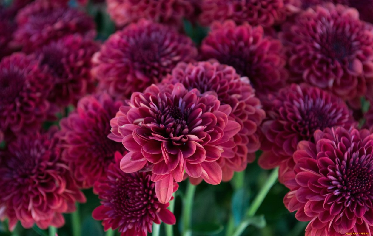 Хризантемы шаровидные бордо