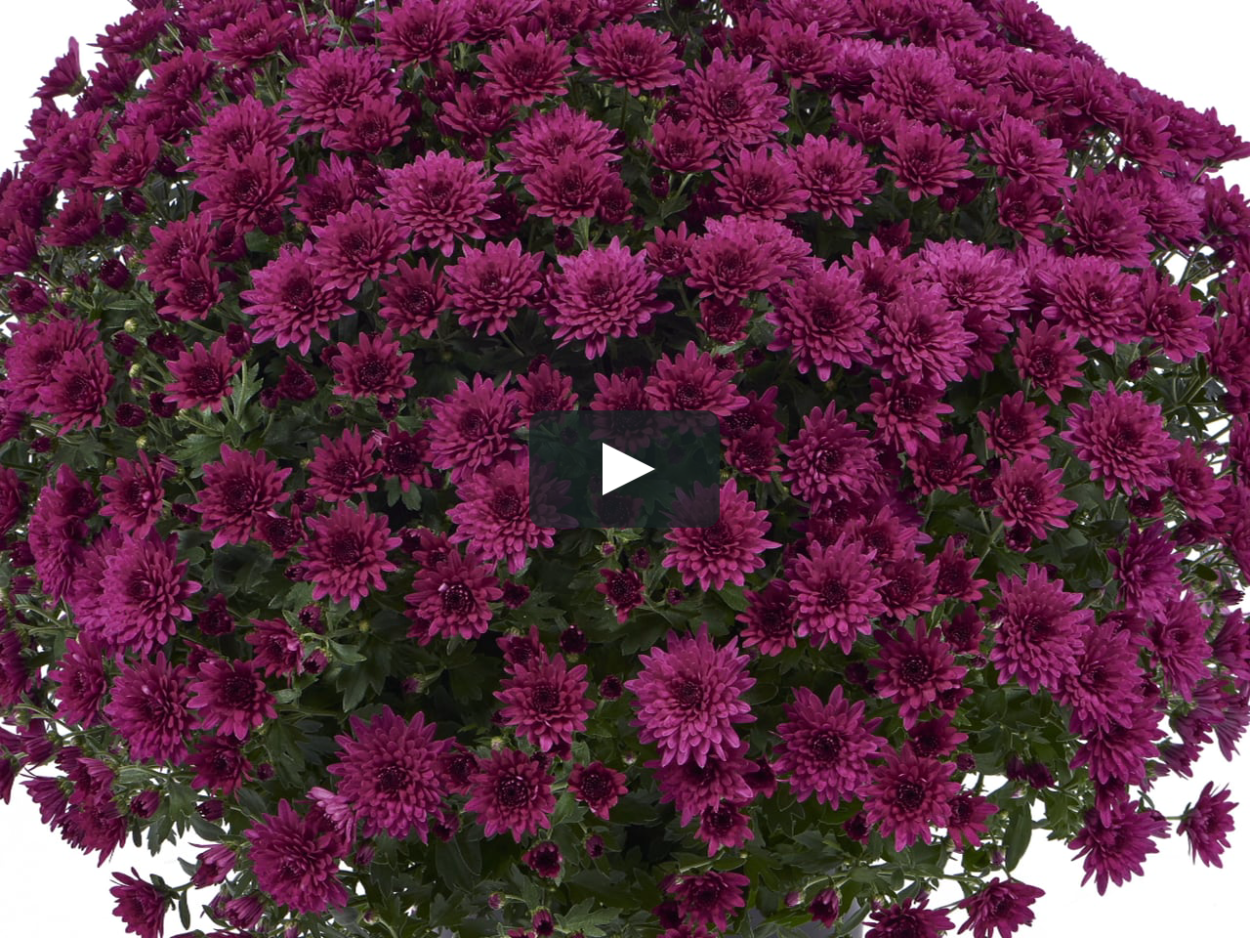 Хризантема мультифлора precocita r Violine Violet