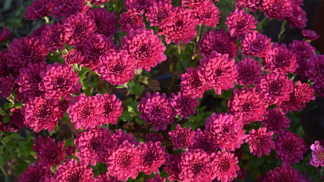 Хризантема мультифлора Cherry Purple