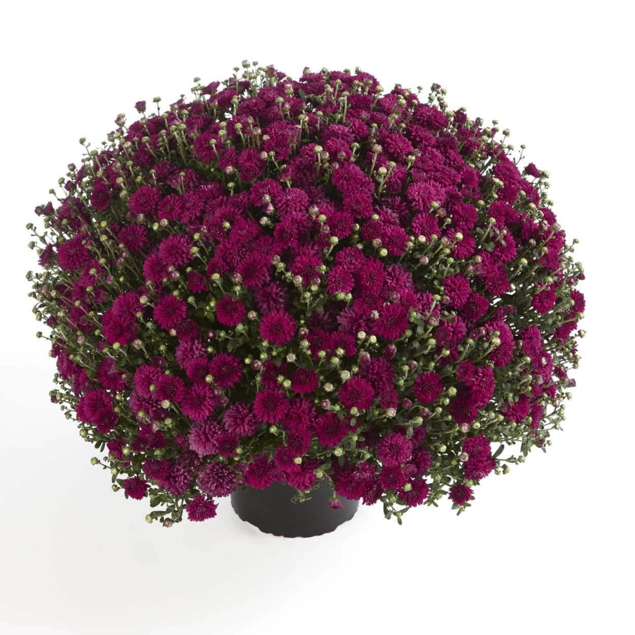 Хризантема черри Пурпл