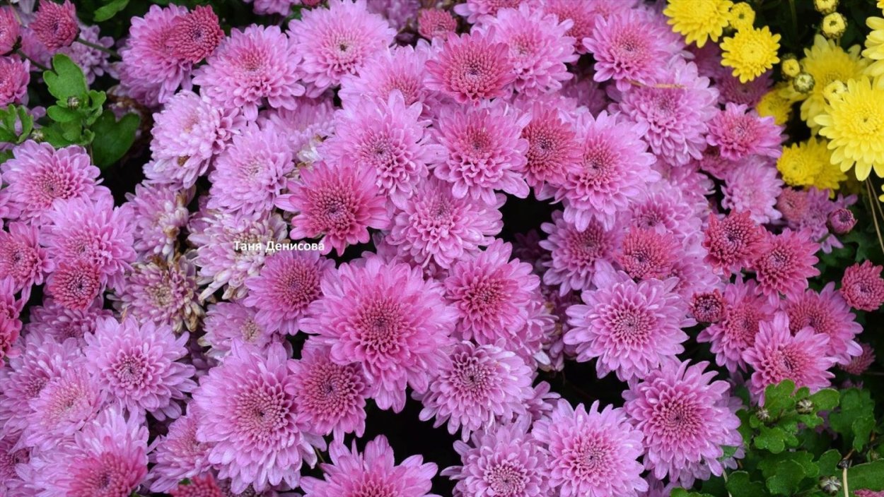 Хризантема мультифлора Бранхилл пурпур